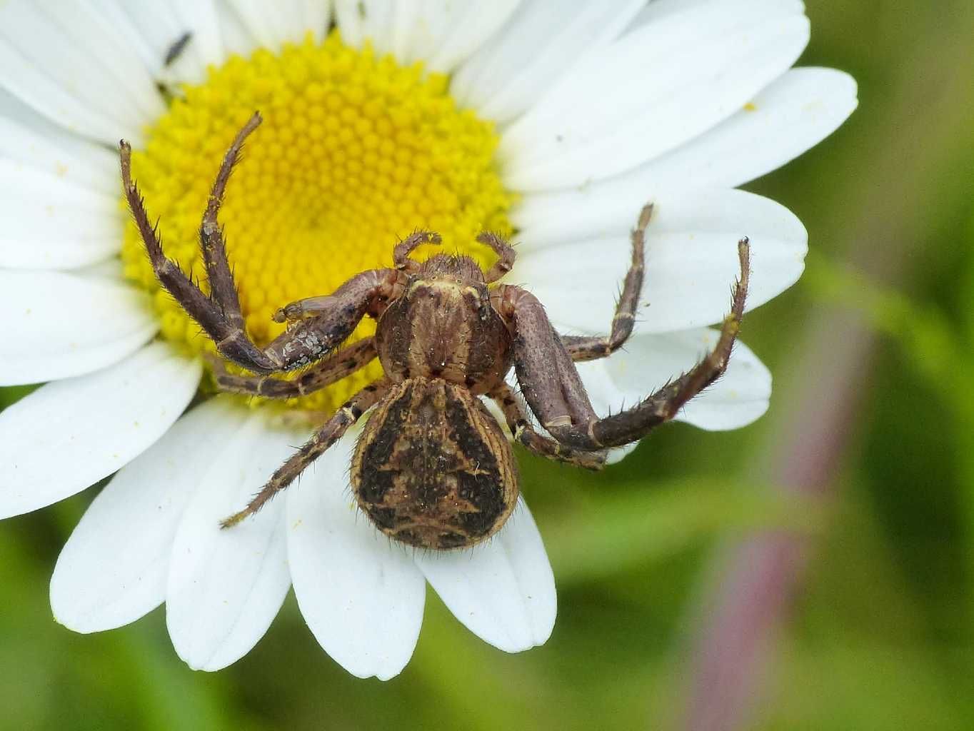 Xysticus sp. in agguato con Milichiidae - Sasso Marconi (BO)
